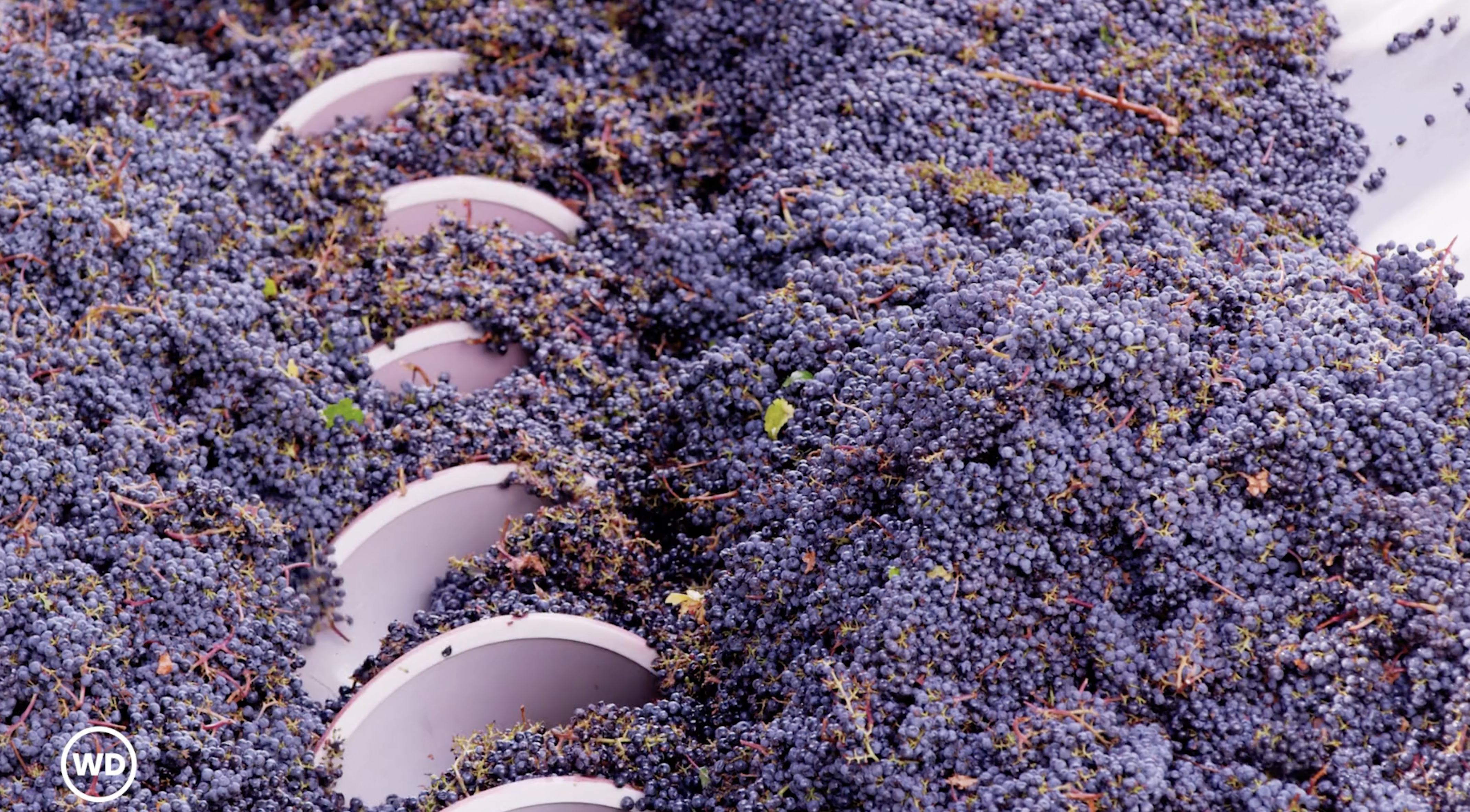 Promotional Video Wine Dos